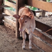 Eswary
