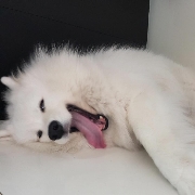 Sammy