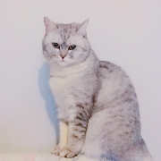 Nic